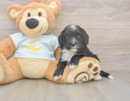 6 week old Mini Bernedoodle Puppy For Sale - Puppy Love PR 6 week old Mini Bernedoodle Puppy For Sale - Puppy Love PR