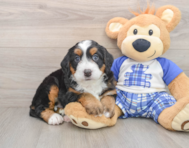 6 week old Mini Bernedoodle Puppy For Sale - Puppy Love PR