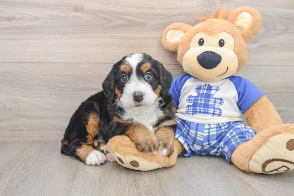 Small Mini Bernedoodle Baby