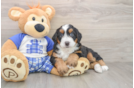 Mini Bernedoodle Pup Being Cute