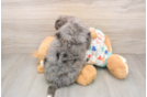 Funny Mini Bernedoodle Poodle Mix Pup