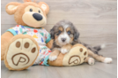 Little Mini Bernese Poodle Poodle Mix Puppy