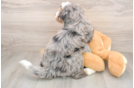 Cute Mini Bernedoodle Baby