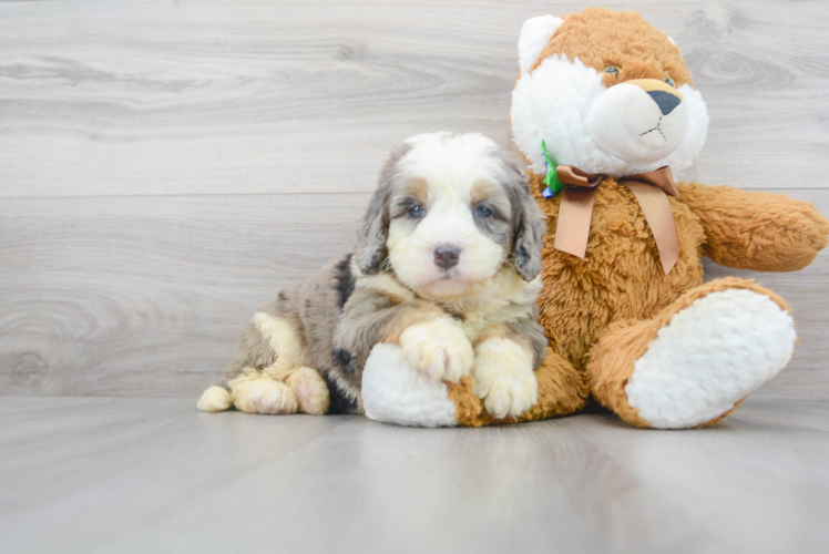 Cute Bernadoodle Poodle Mix Puppy