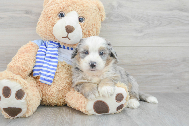 Meet Lucky - our Mini Bernedoodle Puppy Photo 1/3 - Puppy Love PR Little Mini Berniedoodle Poodle Mix Puppy