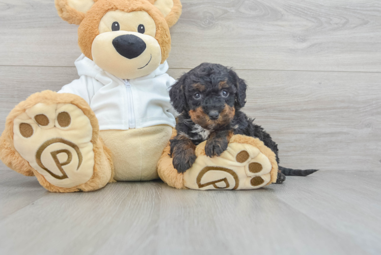 Meet Lucky - our Mini Bernedoodle Puppy Photo 1/3 - Puppy Love PR Best Mini Bernedoodle Baby