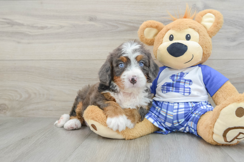 6 week old Mini Bernedoodle Puppy For Sale - Puppy Love PR