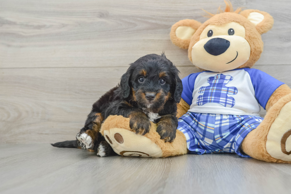 Hypoallergenic Mini Bernesedoodle Poodle Mix Puppy