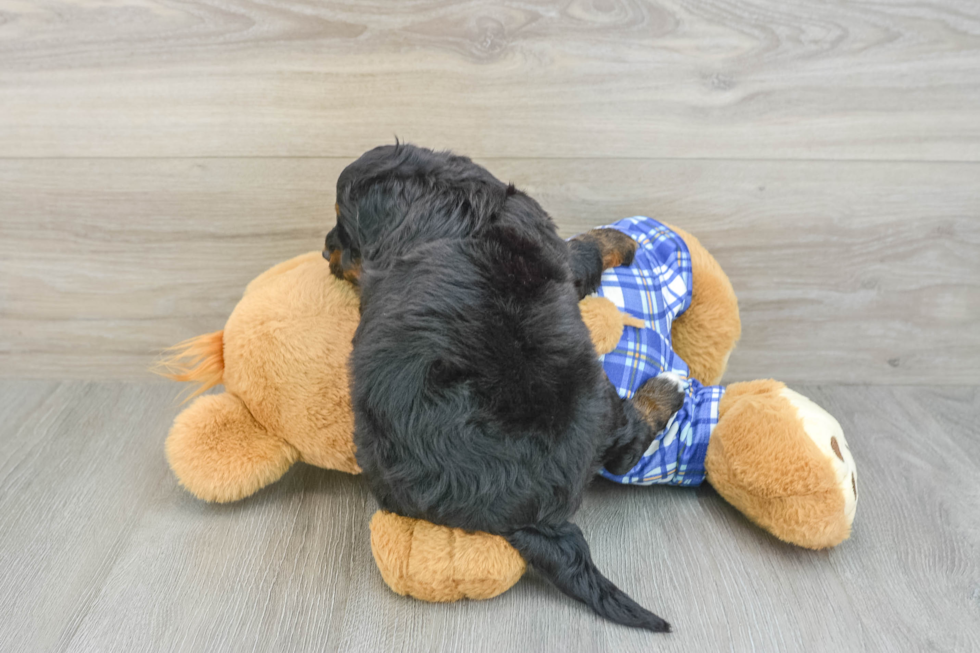 Little Mini Bernese Poodle Poodle Mix Puppy