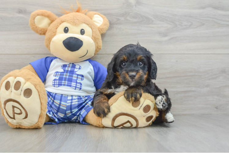 Petite Mini Bernedoodle Poodle Mix Pup
