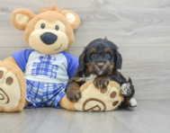 6 week old Mini Bernedoodle Puppy For Sale - Puppy Love PR