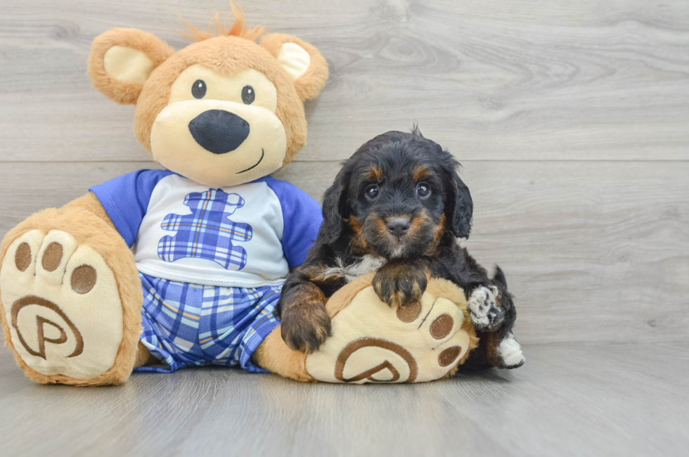 5 week old Mini Bernedoodle Puppy For Sale - Puppy Love PR