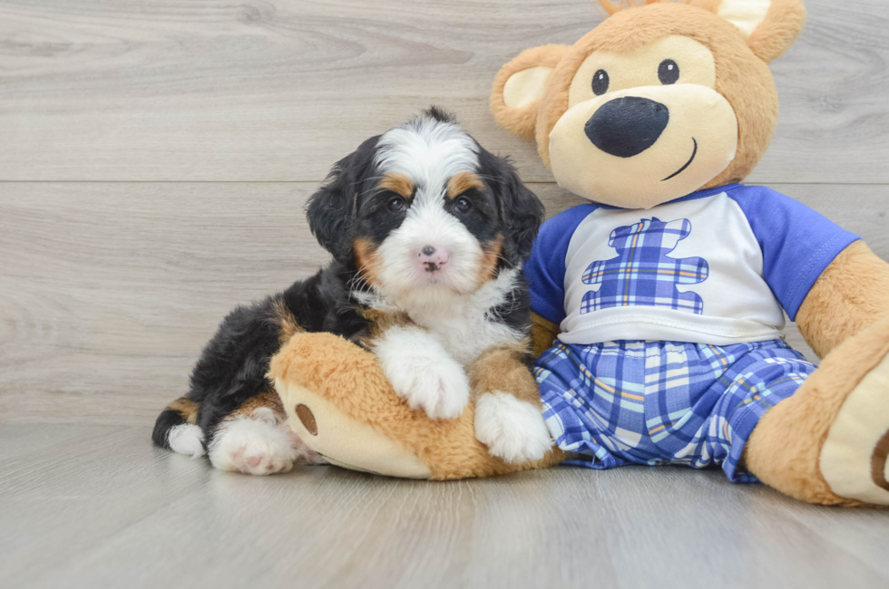 7 week old Mini Bernedoodle Puppy For Sale - Puppy Love PR