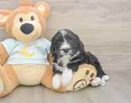 5 week old Mini Bernedoodle Puppy For Sale - Puppy Love PR
