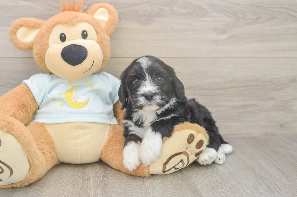 5 week old Mini Bernedoodle Puppy For Sale - Puppy Love PR