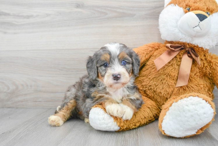 Petite Mini Bernedoodle Poodle Mix Pup