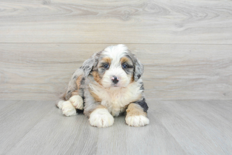 Meet Luka - our Mini Bernedoodle Puppy Photo 1/3 - Puppy Love PR Petite Mini Bernedoodle Poodle Mix Pup