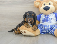7 week old Mini Bernedoodle Puppy For Sale - Puppy Love PR