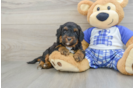 Cute Mini Bernedoodle Baby