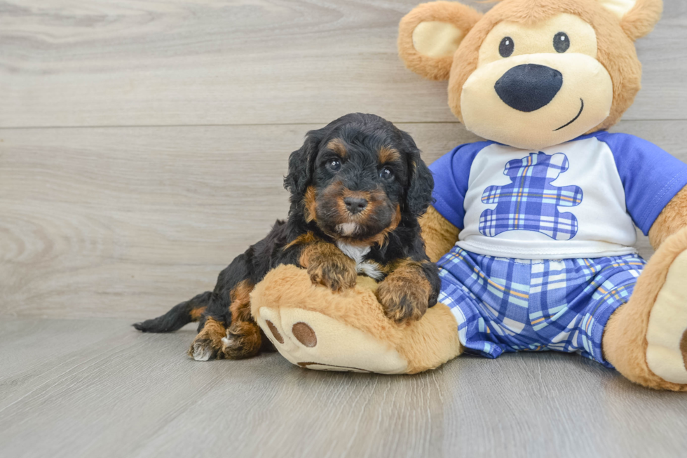 Cute Mini Bernedoodle Baby