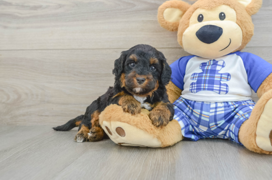 Cute Mini Bernedoodle Baby