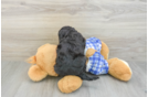 Cute Mini Bernedoodle Baby