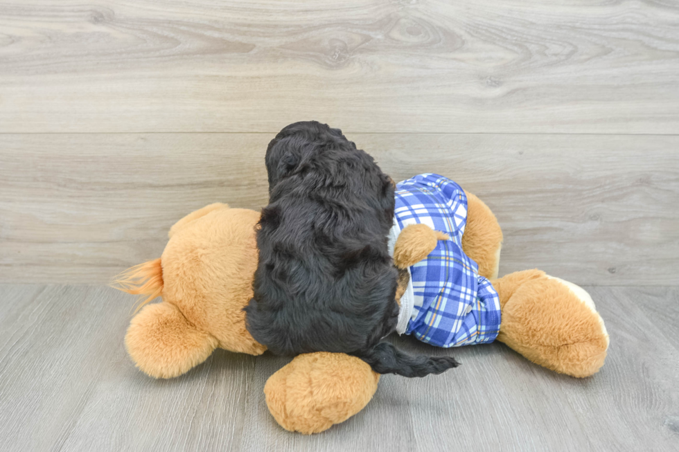 Cute Mini Bernedoodle Baby