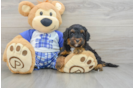 Adorable Mini Bernadoodle Poodle Mix Puppy