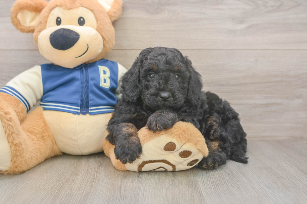 5 week old Mini Bernedoodle Puppy For Sale - Puppy Love PR