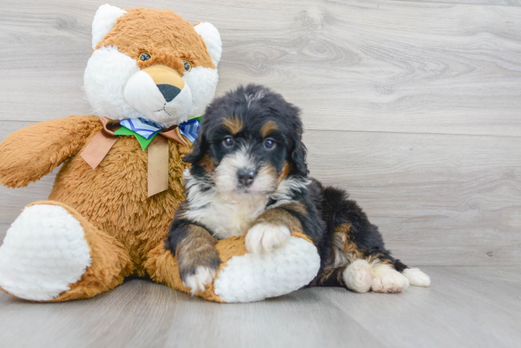 Cute Mini Bernedoodle Baby