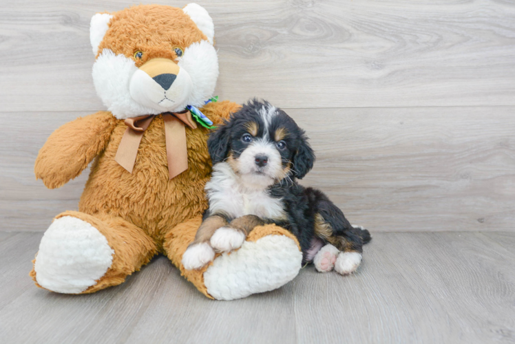 Cute Mini Bernedoodle Baby