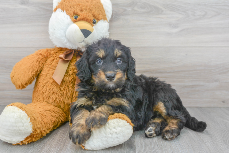 Cute Mini Bernedoodle Baby