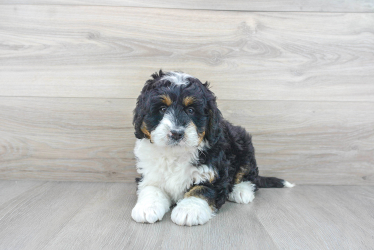 Meet Luka - our Mini Bernedoodle Puppy Photo 1/3 - Puppy Love PR Sweet Mini Bernedoodle Baby