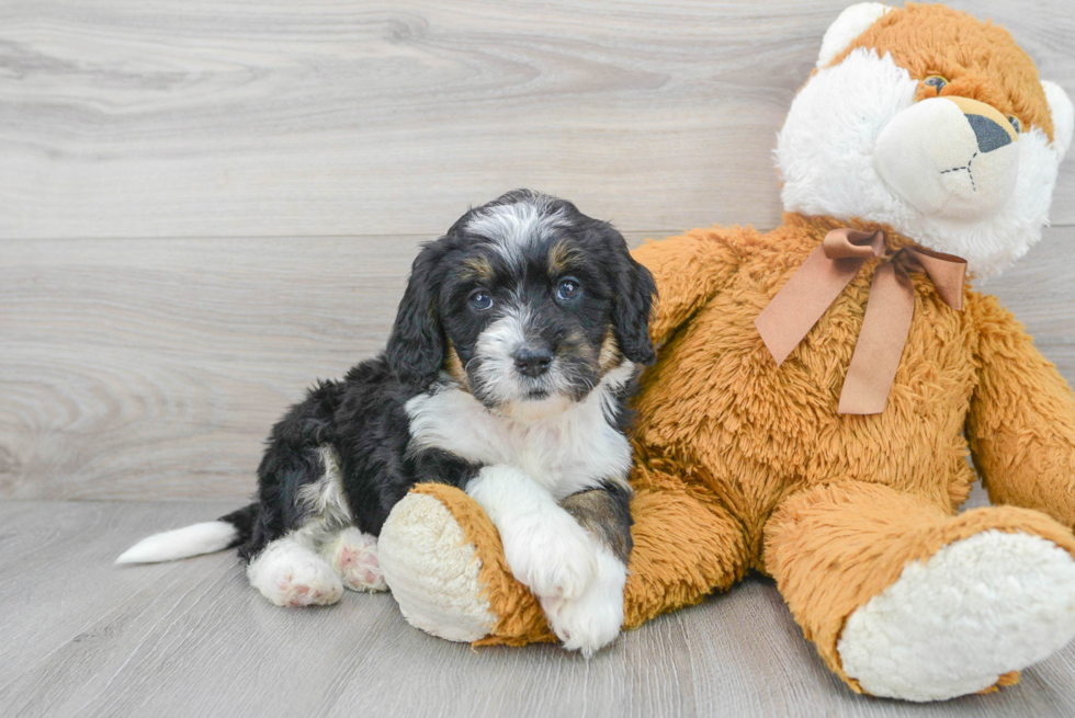 how smart is a bernedoodle