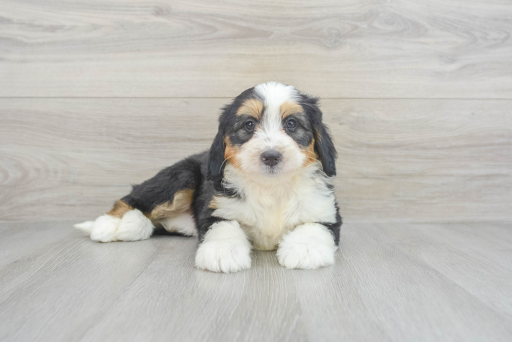 Meet Lunetta - our Mini Bernedoodle Puppy Photo 1/3 - Puppy Love PR Best Mini Bernedoodle Baby