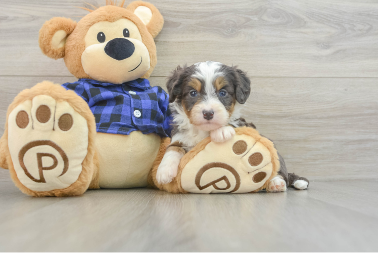 Meet Lunetta - our Mini Bernedoodle Puppy Photo 1/3 - Puppy Love PR Funny Mini Bernedoodle Poodle Mix Pup