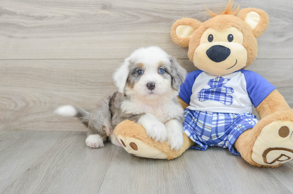 6 week old Mini Bernedoodle Puppy For Sale - Puppy Love PR