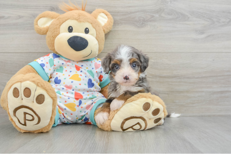 Meet Lunetta - our Mini Bernedoodle Puppy Photo 1/3 - Puppy Love PR Best Mini Bernedoodle Baby