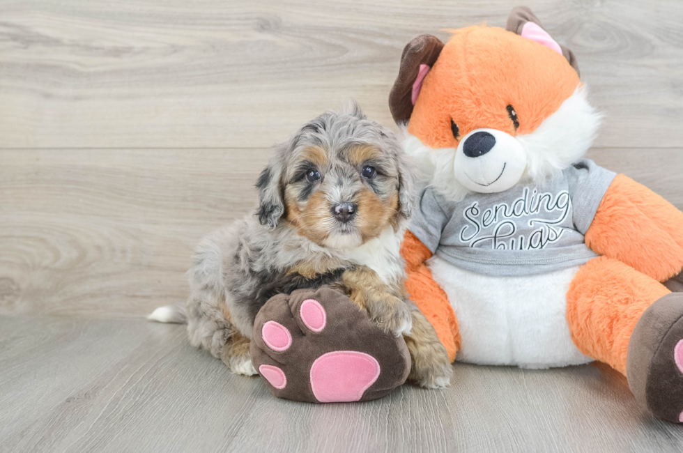 6 week old Mini Bernedoodle Puppy For Sale - Puppy Love PR