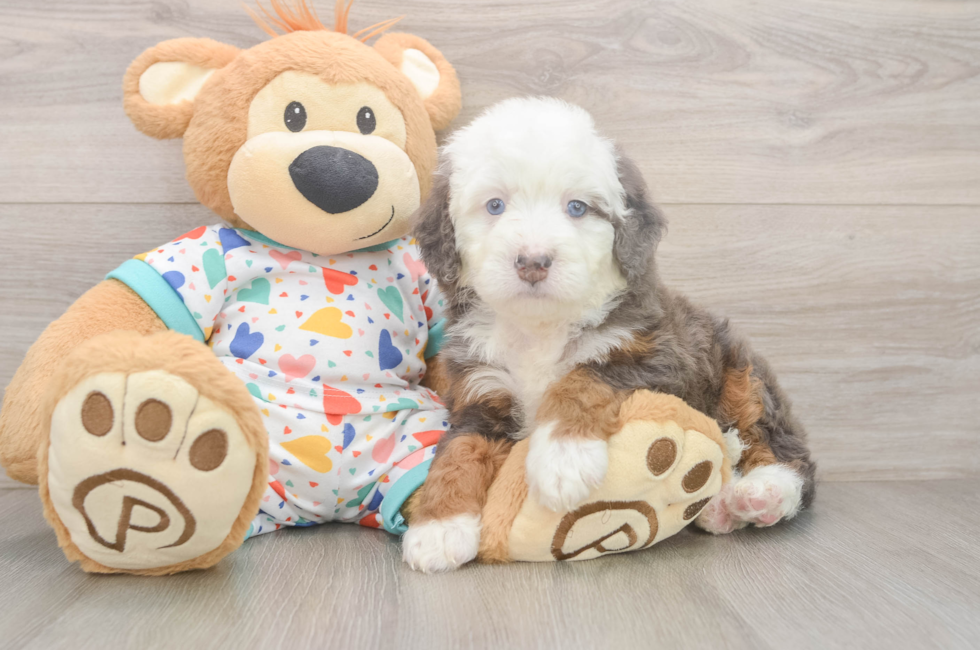 6 week old Mini Bernedoodle Puppy For Sale - Puppy Love PR