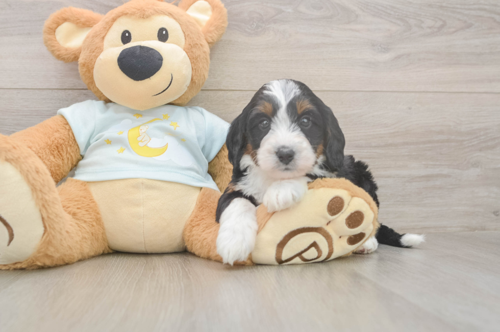 5 week old Mini Bernedoodle Puppy For Sale - Puppy Love PR