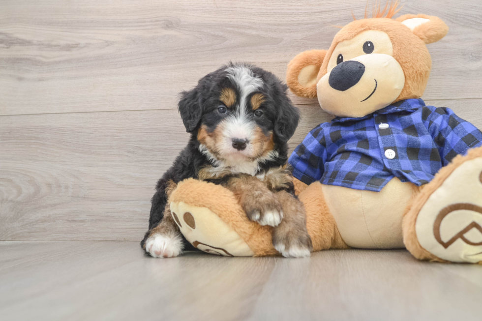Friendly Mini Bernedoodle Baby
