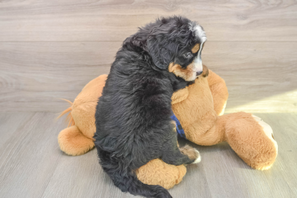 Mini Bernedoodle Pup Being Cute