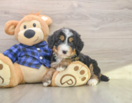 7 week old Mini Bernedoodle Puppy For Sale - Puppy Love PR