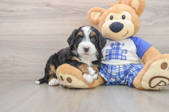 Cute Mini Bernedoodle Baby