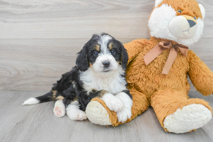 Mini Bernedoodle Pup Being Cute