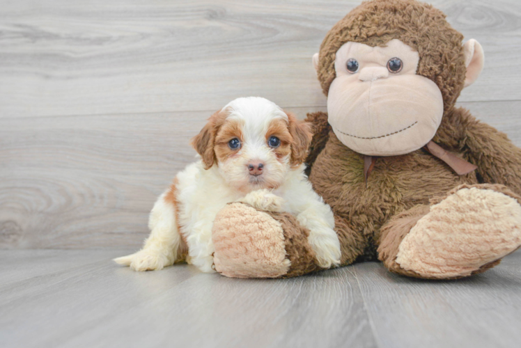 Meet Lunetta - our Mini Bernedoodle Puppy Photo 1/3 - Puppy Love PR Small Mini Bernedoodle Baby