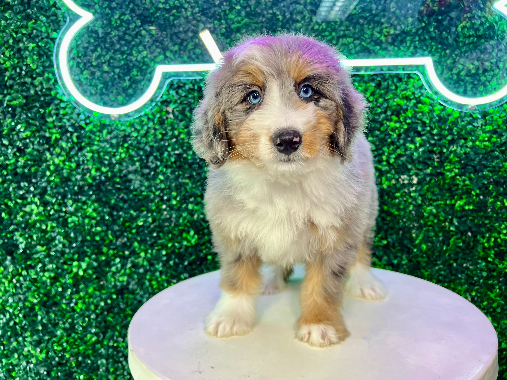 Mini Bernedoodle Puppy for Adoption