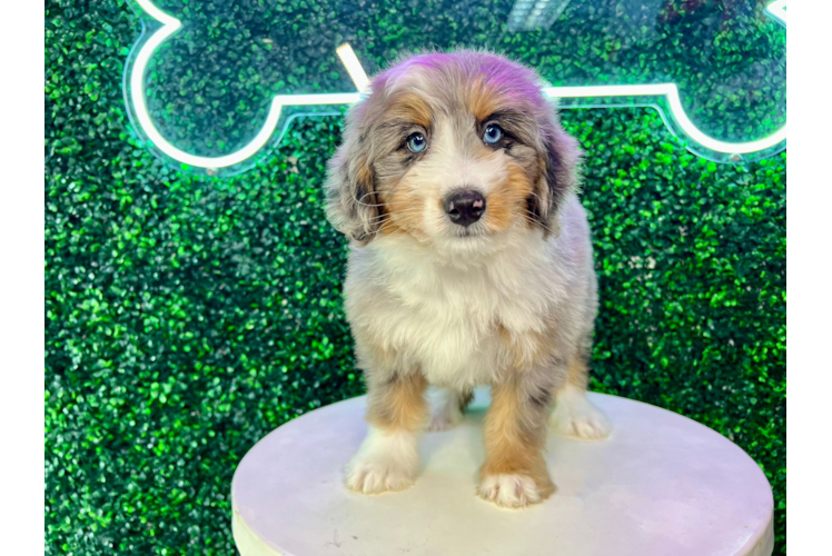 Meet Lux - our Mini Bernedoodle Puppy Photo 1/4 - Puppy Love PR Mini Bernedoodle Puppy for Adoption