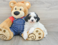 9 week old Mini Bernedoodle Puppy For Sale - Puppy Love PR